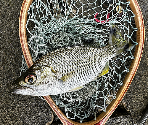 オオクチユゴイの釣果