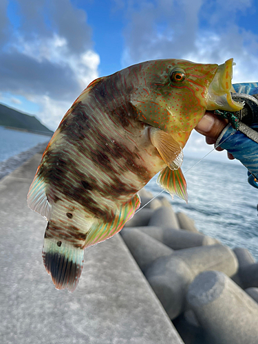 ミツバモチノウオの釣果