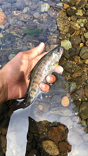 アマゴの釣果