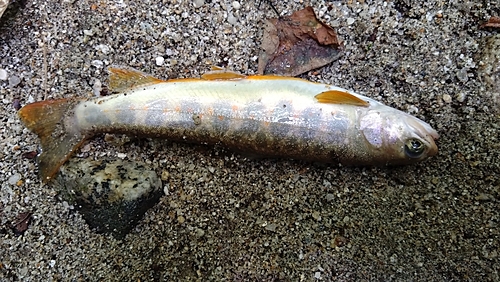 ヤマトイワナの釣果