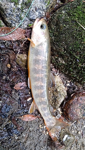 ヤマトイワナの釣果