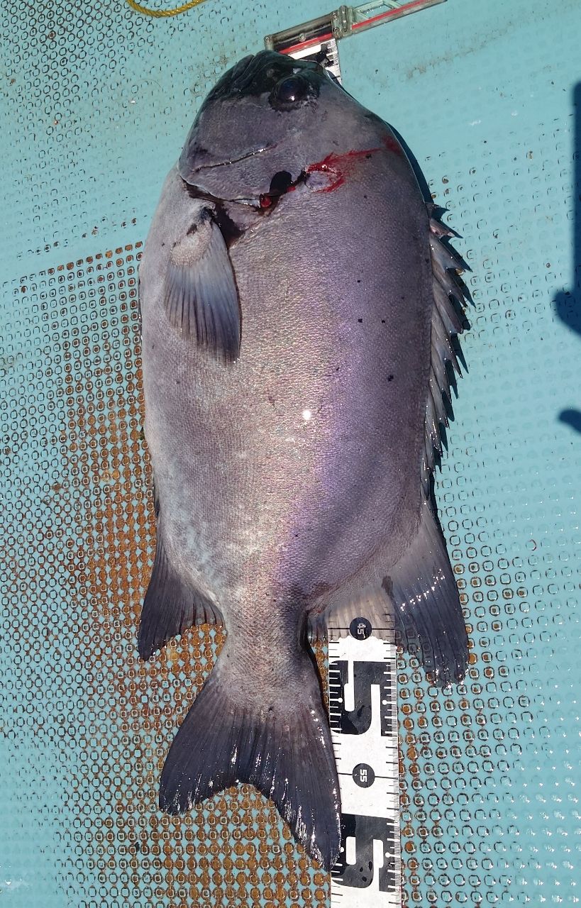 短竿大型五目 一木。さんの釣果 2枚目の画像