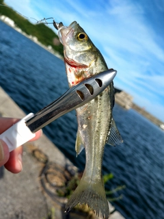 セイゴ（タイリクスズキ）の釣果