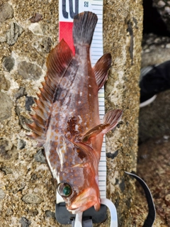 アコウの釣果