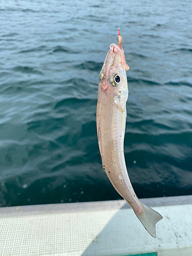 キスの釣果