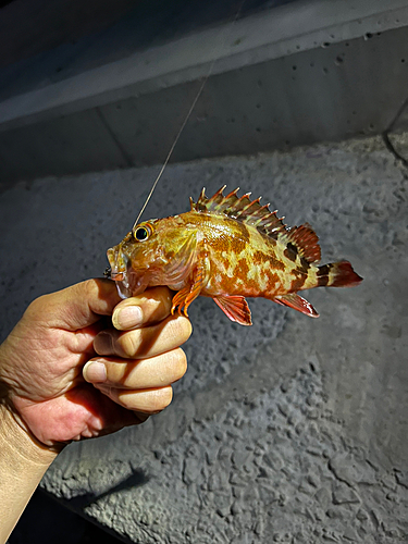 カサゴの釣果