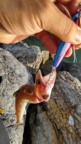 エソの釣果