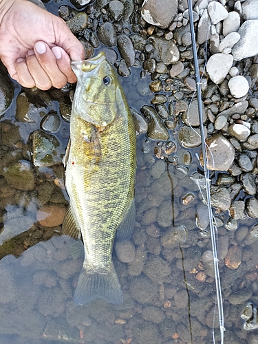 スモールマウスバスの釣果