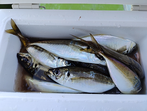 マアジの釣果