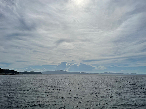 シロメバルの釣果