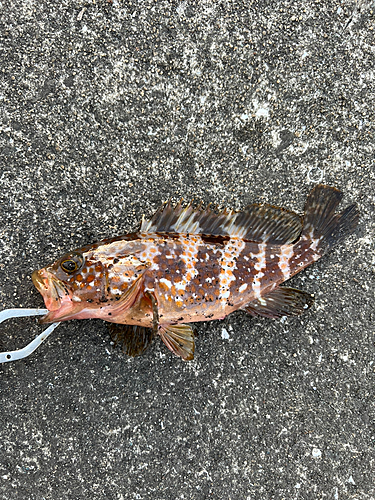 アコウの釣果