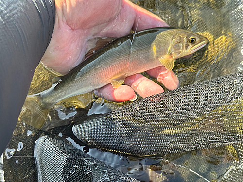 アユの釣果