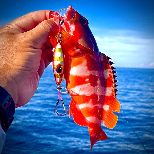 アカハタの釣果