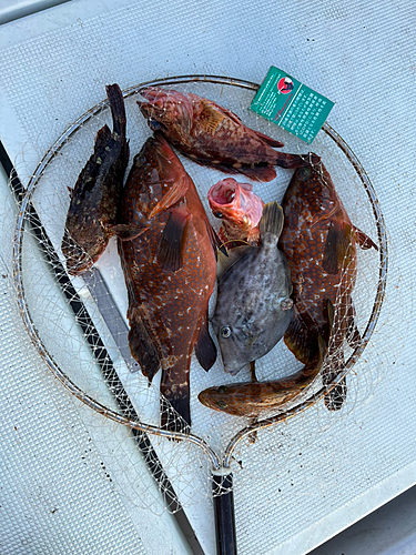 アコウの釣果