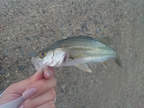 セイゴ（マルスズキ）の釣果