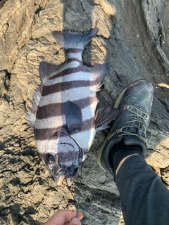 イシダイの釣果