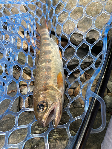 アマゴの釣果