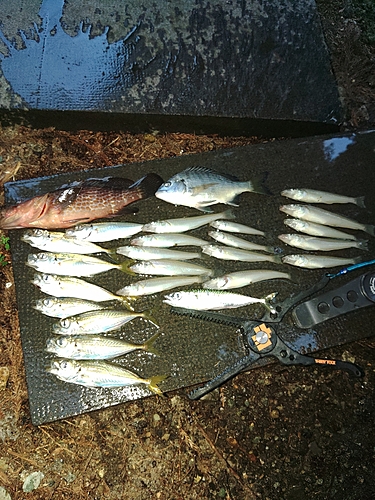 アジの釣果