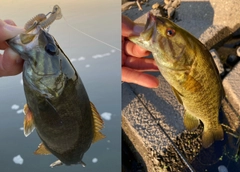 スモールマウスバスの釣果