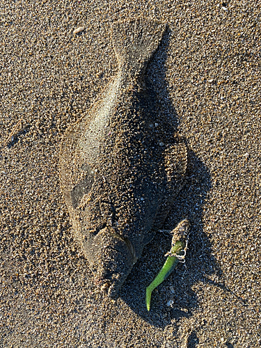 ヒラメの釣果