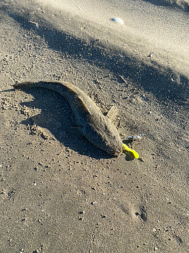 マゴチの釣果