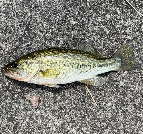 ラージマウスバスの釣果