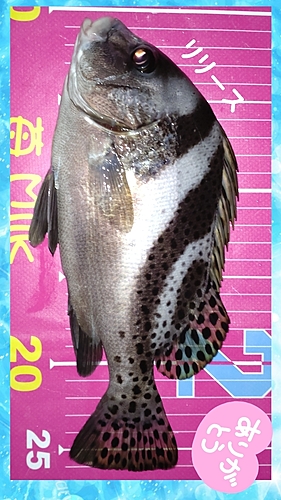 コショウダイの釣果