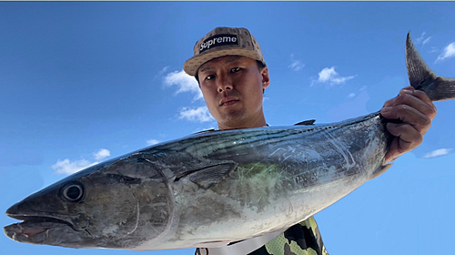 ハガツオの釣果