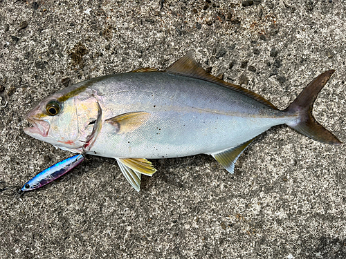 ネリゴの釣果