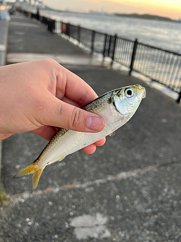 サッパの釣果