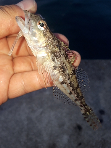 ケンサキイカの釣果