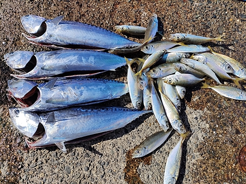 ソウダガツオの釣果