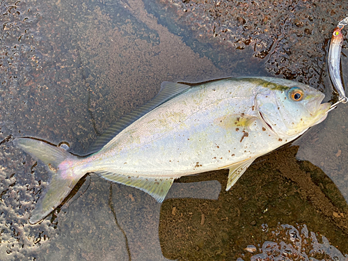 ネリゴの釣果