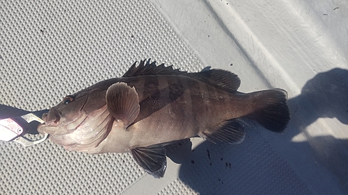 マハタの釣果