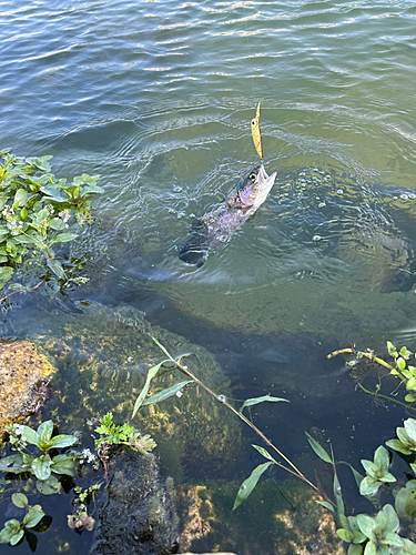 ニジマスの釣果