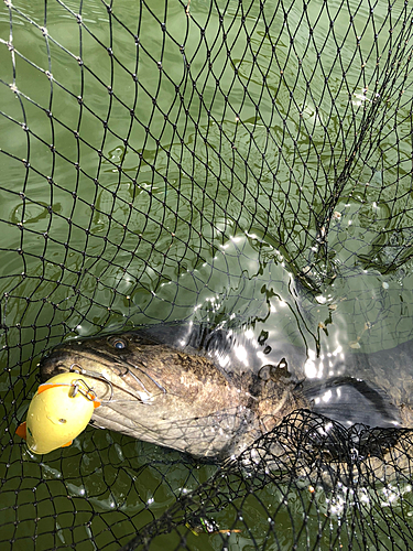 ライギョの釣果