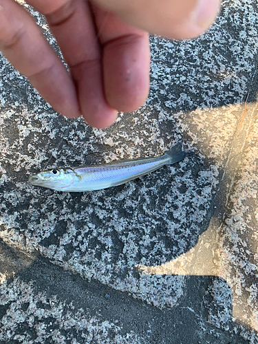 シロギスの釣果