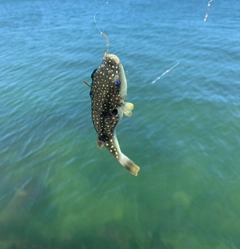 クサフグの釣果