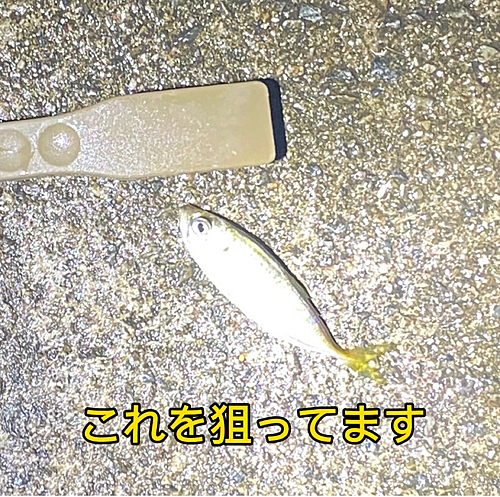 アジの釣果