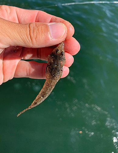 ネズミゴチの釣果