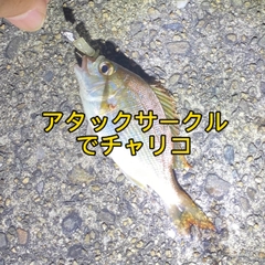 チャリコの釣果