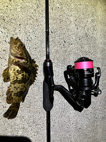 タケノコメバルの釣果