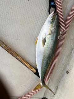 ハマチの釣果