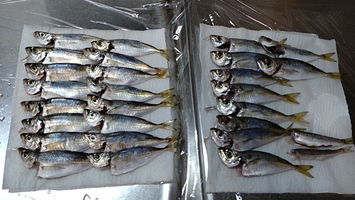 アジの釣果