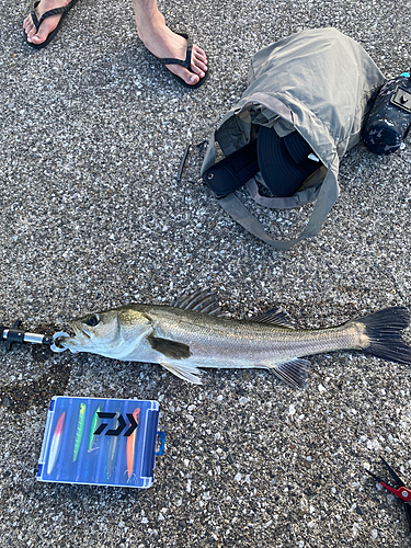 シーバスの釣果