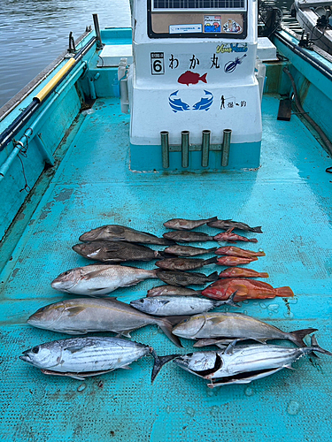 カンパチの釣果