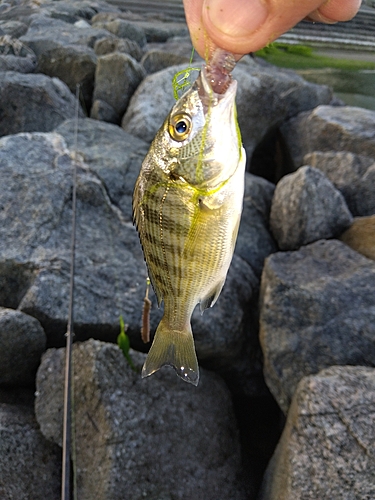 キスの釣果