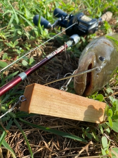 ナマズの釣果