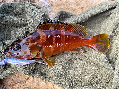 アカハタの釣果