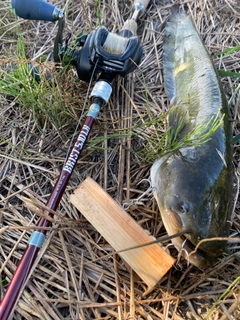 ナマズの釣果